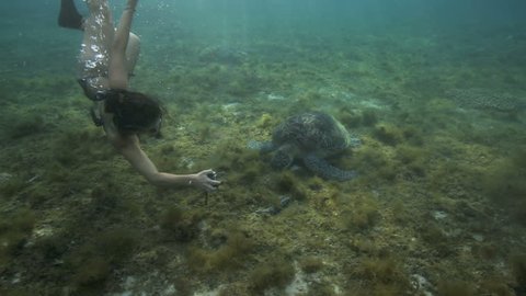 APO ISLAND, PHILIPPINES - MAY 10: Woman swimming next to green sea turtle underwater on May 10, 2014 in Apo Island, Philippines
