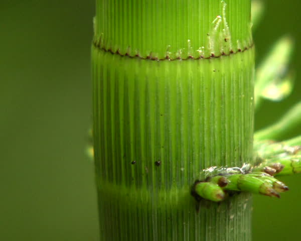 Giant horsetail (Equisetum giganteum)  