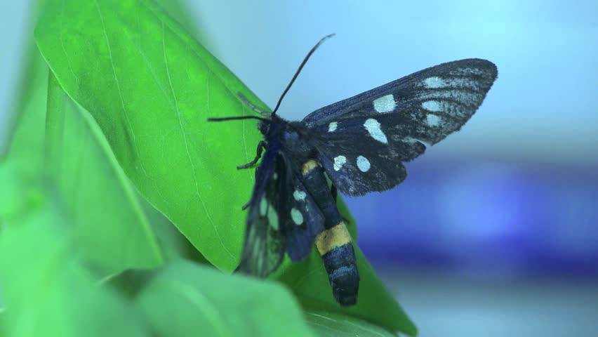 Black Butterfly, Aellopos titan, with a yellow stripe on the trunk and white spots on the wings, insect macro