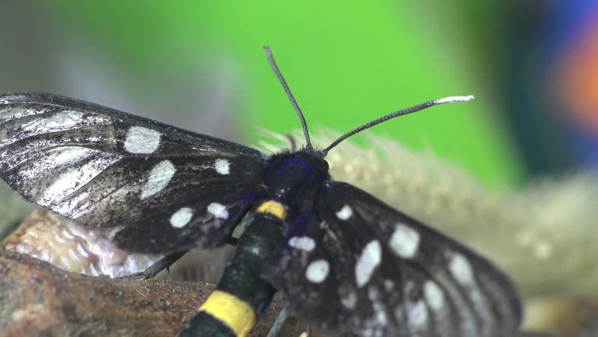 Black Butterfly Aellopos titan, insect macro