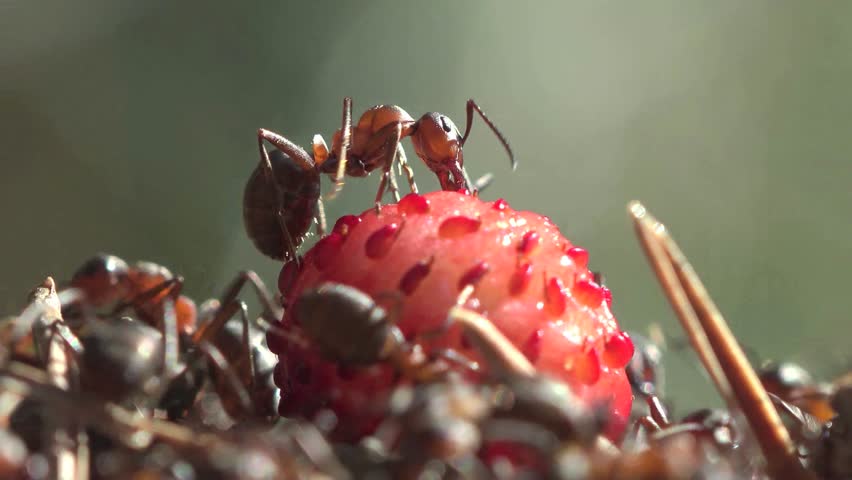 anthill ants eating strawberries macro Stock Footage Video (100% ...