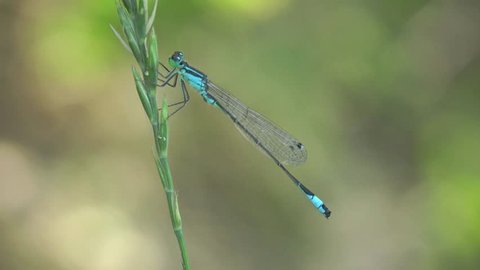 Azure Damselfly dragonfly insect macro blue