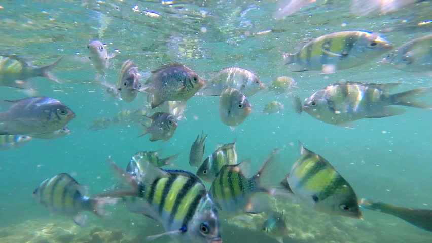 Tropical Fish Found In Warm Stock Footage Video 100 Royalty Free 6668153 Shutterstock