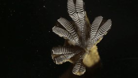 Turnip tailed gecko (Thecadactylus solimoensis) underside of sticky feet viewed while climbing on glass, Ecuador. - Powered by Shutterstock - Get 15% off with code: PIKWIZARD15