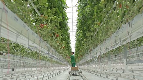 Woman agronomist collects tomatoes in the greenhouse hydroponics