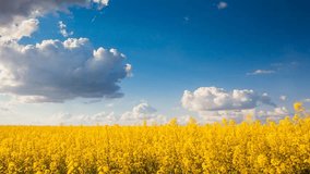 Time lapse clip. Yellow rapes flowers and blue sky with white fluffy clouds. Ukraine, Europe. Beauty world. Full HD video (High Definition)
