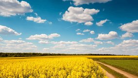 Time lapse clip. Yellow rapes flowers and blue sky with white fluffy clouds. Ukraine, Europe. Beauty world. Full HD video (High Definition)