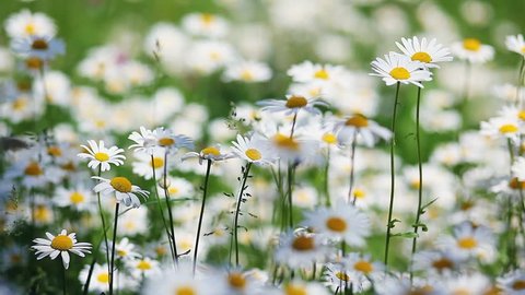 Summer field with white daisies. HD video (High Definition)