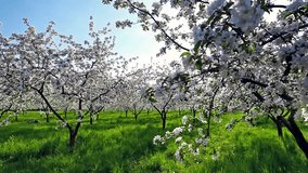 Blossoming tree with white flowers in spring. HD video (High Definition)