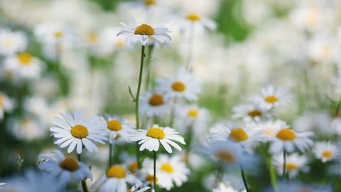 Summer field with white daisies. HD video (High Definition)