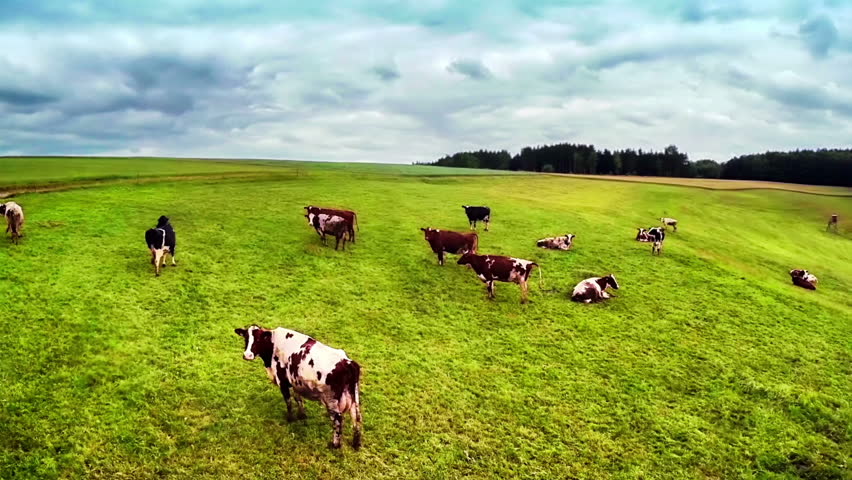 Flying over green field with grazing cows. Aerial background of country landscape Royalty-Free Stock Footage #6676400