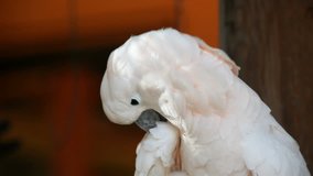 Close up view of beautiful white parrot.Video captured in HD1080 quality on February 2010 