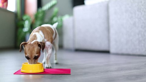 Funny young beautiful dog with an appetite quickly eats wet food in the interior of modern apartment. Standing front to the camera. Shallow depth of field