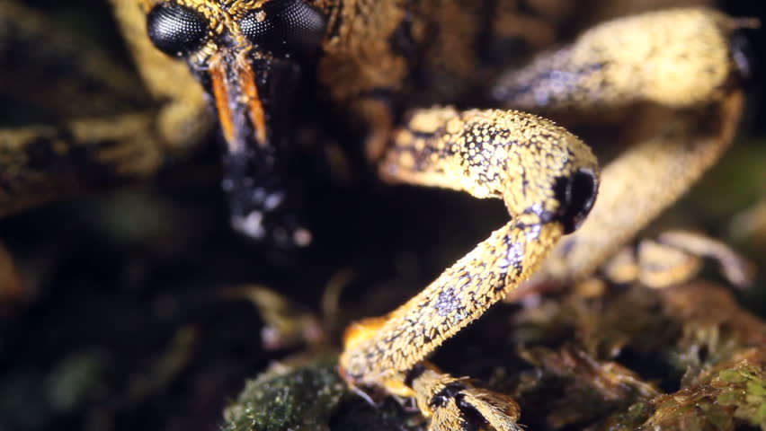 Tropical weevil from the Ecuadorian Amazon, close-up.