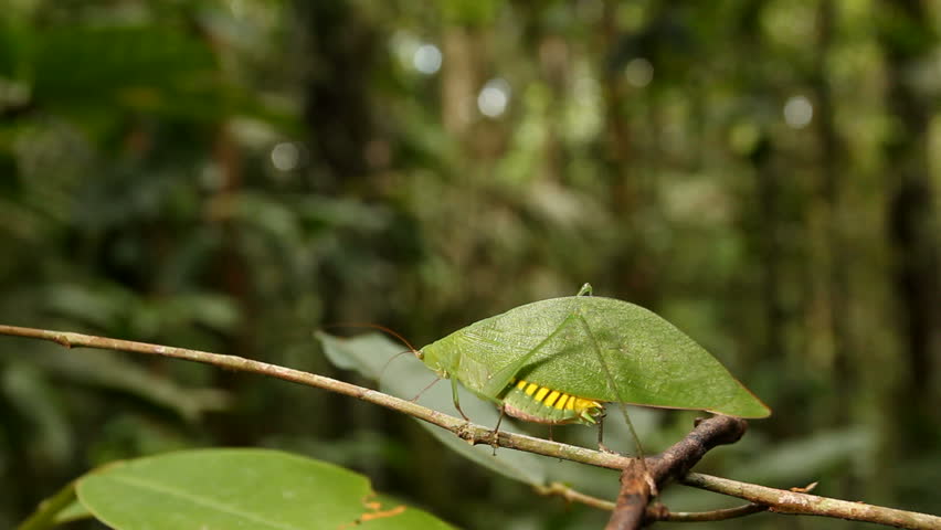 Green katydid resembling a leaf with rainforest in the background, Ecuador