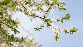 Blossoming tree with white flowers in spring. HD video (High Definition)