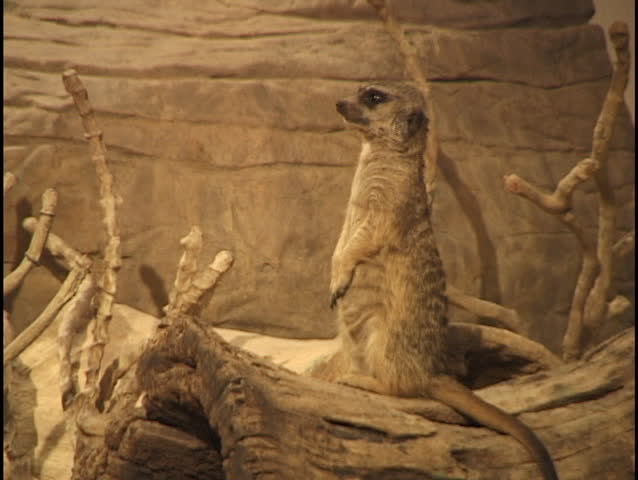 Prairie Dog