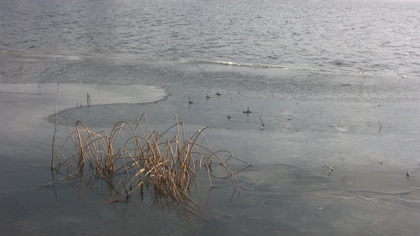 Clear thin ice at lake shoreline.
