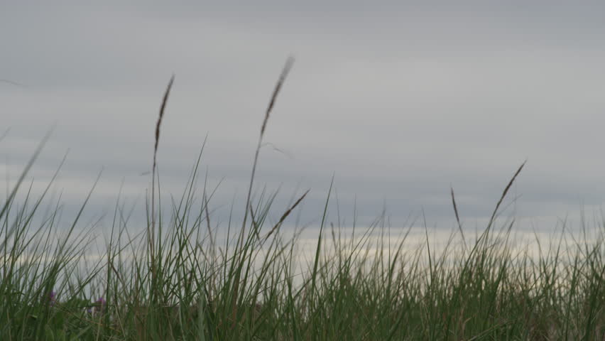 Close up of dune grass with a cloudy sky.