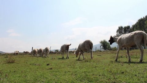 anatolian shepherd dog and sheep flocks
