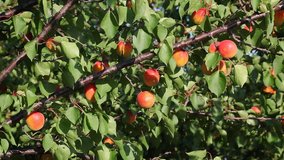 Apricot fruit at tree  branch in orchard
