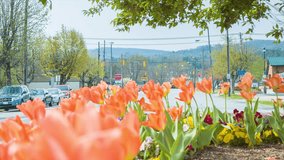 Looking Down Main Street in Historic Downtown Hendersonville, North Carolina with Focus Shifting to Colorful Orange Tulips in the Foreground.