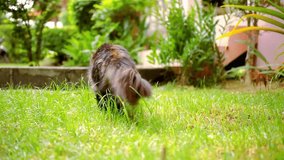 Maine Coon black tabby cat with green eye sat down and chews the grass. Macro video shift motion