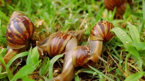 Closeup of many crawling, loving and eating Snails in the grass. Macro video shift motion
