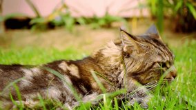 Maine Coon black tabby cat with green eye lying on grass. Macro 1920x1080 shift motion