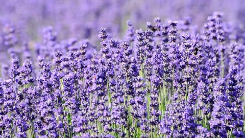 Bees on lavender in summer time