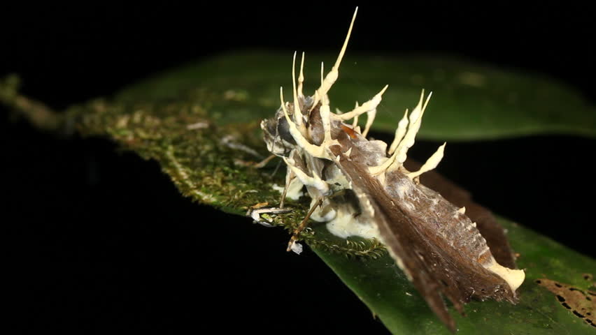 Cordyceps Fungus Infecting Moth Rainforest Ecuador Stock Footage Video  (100% Royalty-free) 1180513 | Shutterstock