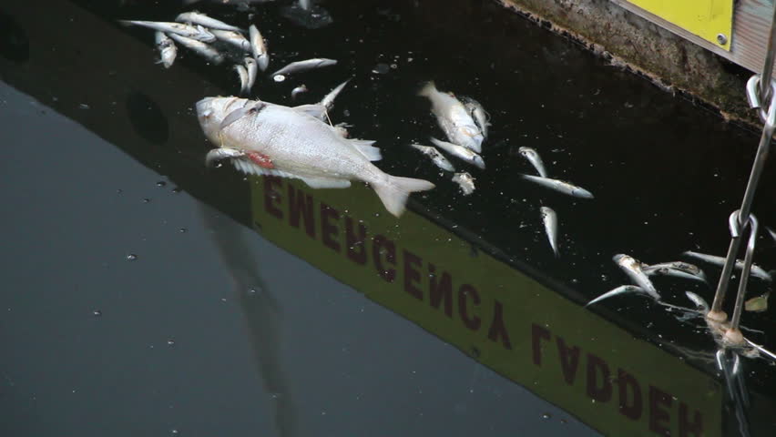 Dead Fish #1