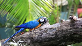 Blue and yellow macaw (Ara ararauna) resting on a branch in Thailand