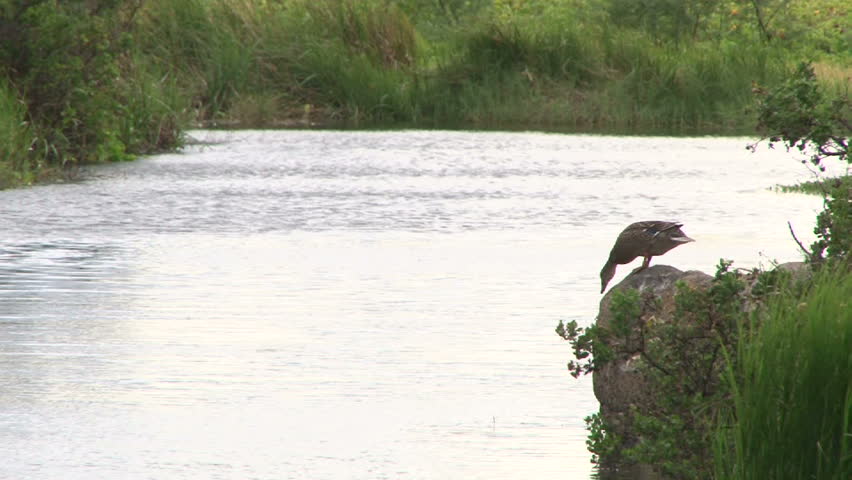 Mallard duck on rock jumps into pond and swims away.