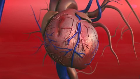Human heart model, Full clipping path included, Human heart for medical study, Human Heart Anatomy, scar on a heart,  heart after heart attack