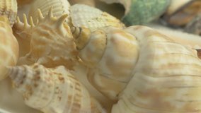 Sea shells rotating on a plate.

This video clip was shot in 4K Ultra High-Definition and offers four times the resolution of Full HD