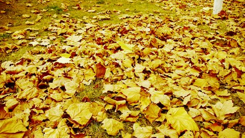 falling maple leaves full and golden sunlight on ground. gh2_00110