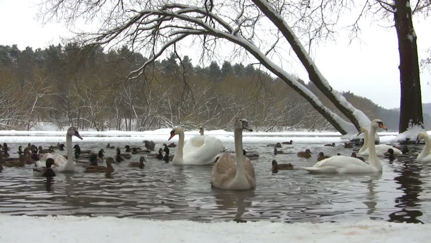 swans and ducks in the winter pond