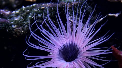 purple anemone verry nice