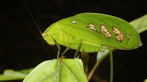 Green rainforest katydid. A very convincing leaf mimic, even has windows in the wing resembling fungus damaged patches, Ecuador.