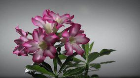 Pink Flower, Adenium obesum tree, Desert Rose, Impala Lily, Mock Azalea 