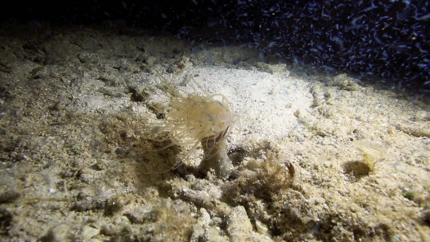 Tube anemone feeding on spawning sea worms attracted to artificial light source