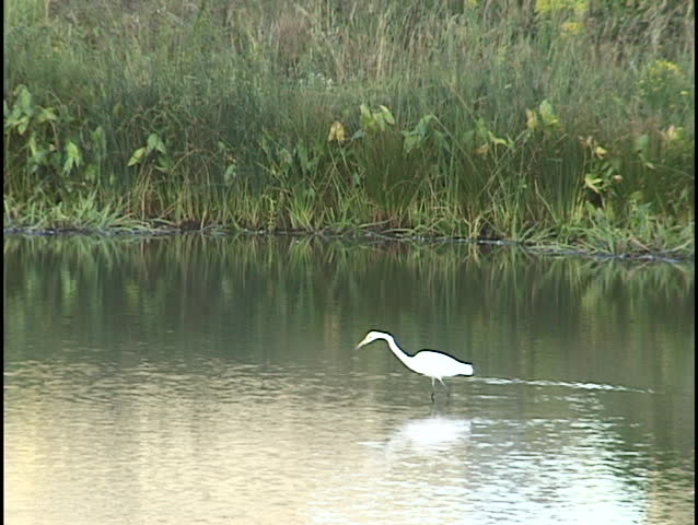 Heron Fishing