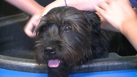 CUTE HAPPY DOG 4 PUPPY GETTING A BATH WASH WITH SUDS AND BUBBLES AT ANIMAL SHELTER HD HIGH DEFINITION STOCK VIDEO FOOTAGE  1920X1080