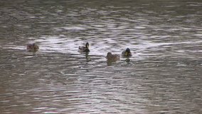 HD Ducks swimming and playing in cold winter water, Canon XH A1, FullHD video, 1080p, 25fps, progressive scan  