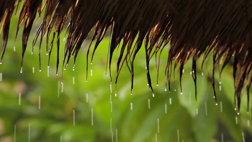 Tropical Rainfall in monsoon season. Shallow focus on thatched roof, with sound