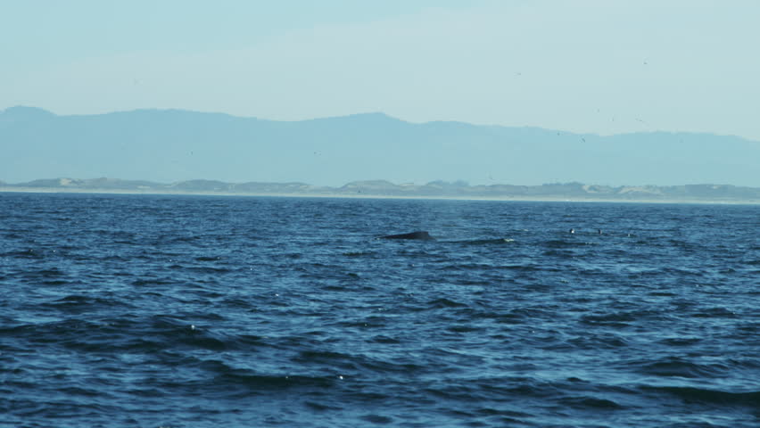 Ocean Humpback whale on surface tail fluke diving krill, Northern Pacific, California, USA, RED EPIC