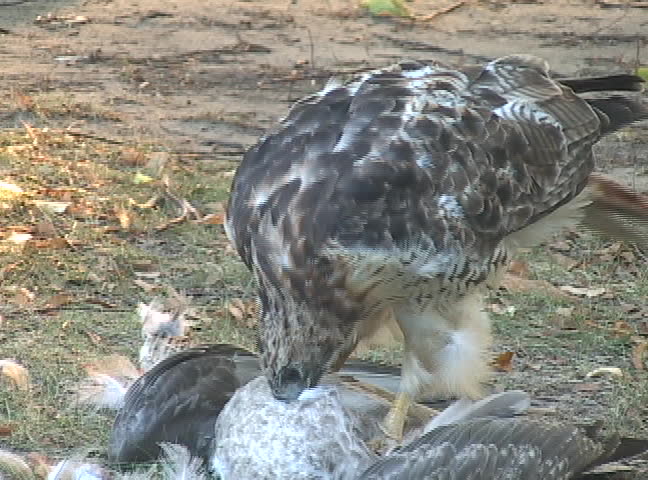 Eagle with his hunt