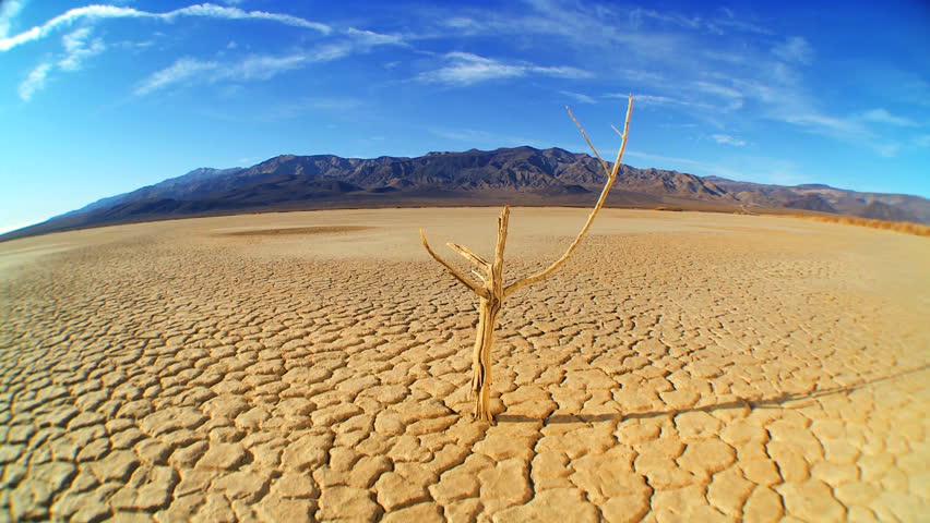 petrified-tree-in-barren-environmental-stock-footage-video-100