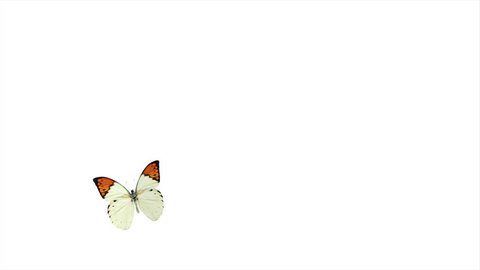 Orange Butterfly Flying On Blue Background Stock Footage Video (100% ...